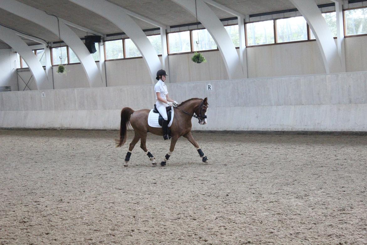 Arabisk fuldblod (OX) Stuntvil OX - KIRK opvarmning 2014 billede 10