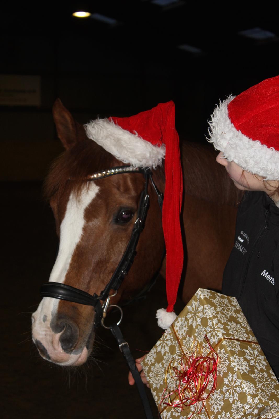 Arabisk fuldblod (OX) Stuntvil OX - JULEN 2014 billede 16