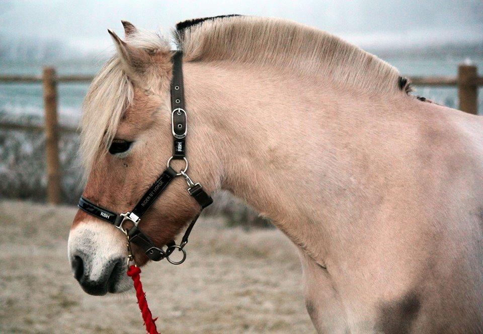 Fjordhest - Carlos Godthaab [Forever] - Lækreste baby pony. Kan slet ikke forstå at vi ikke har flere år endnu som planlagt. billede 2