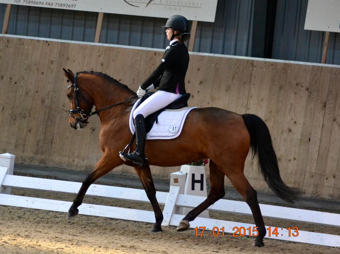 DSP Nikita - Hedensted Rideklub  billede 16