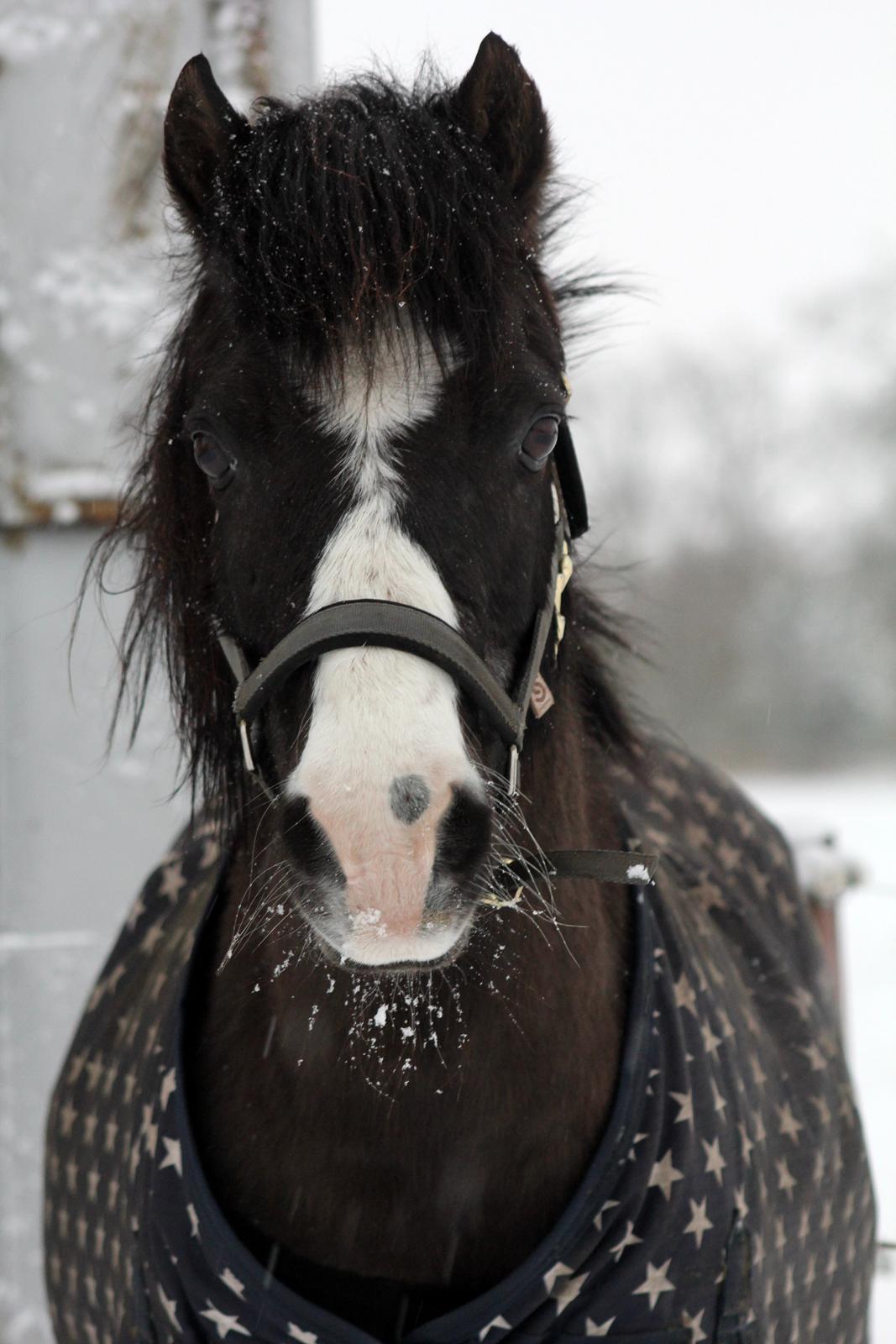 Welsh Pony (sec B) Dodi - Dodi i årets første rigtig sne hos os <3 - 24 januar 2015 billede 2