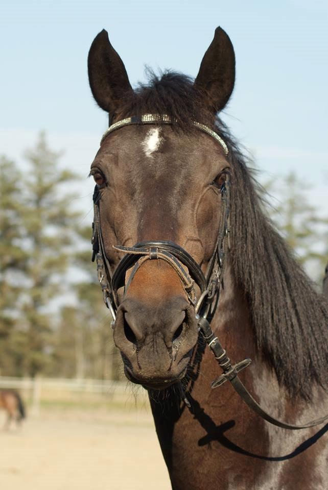 Anden særlig race Legends miss laya billede 1