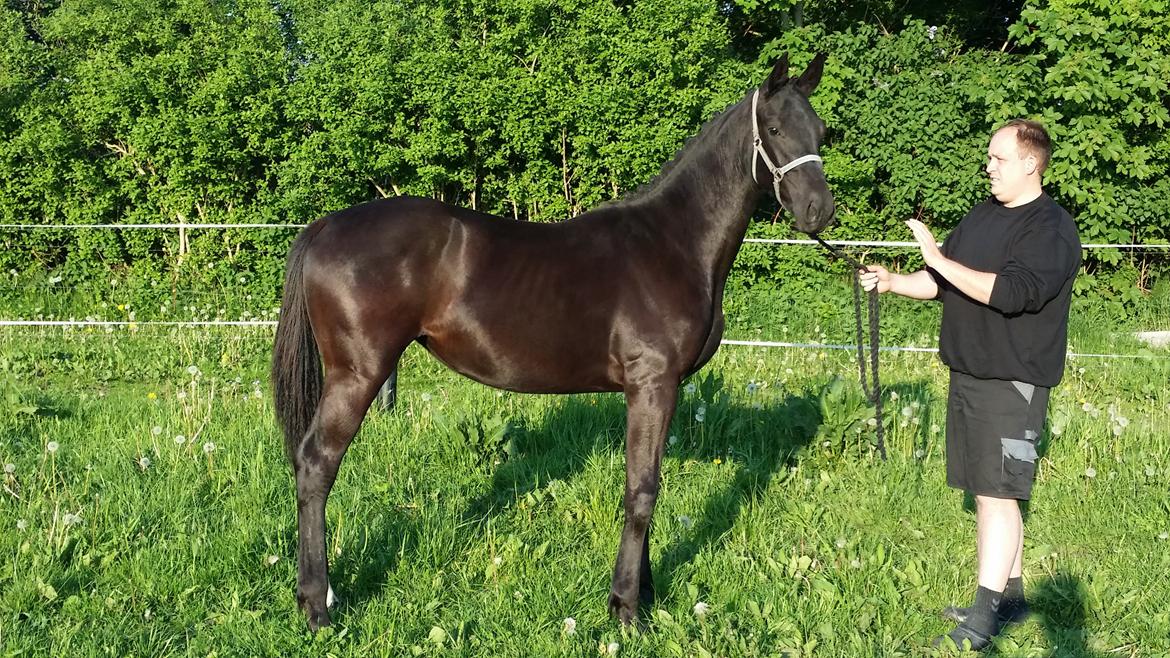 Dansk Varmblod Hejbøls Unik  billede 11