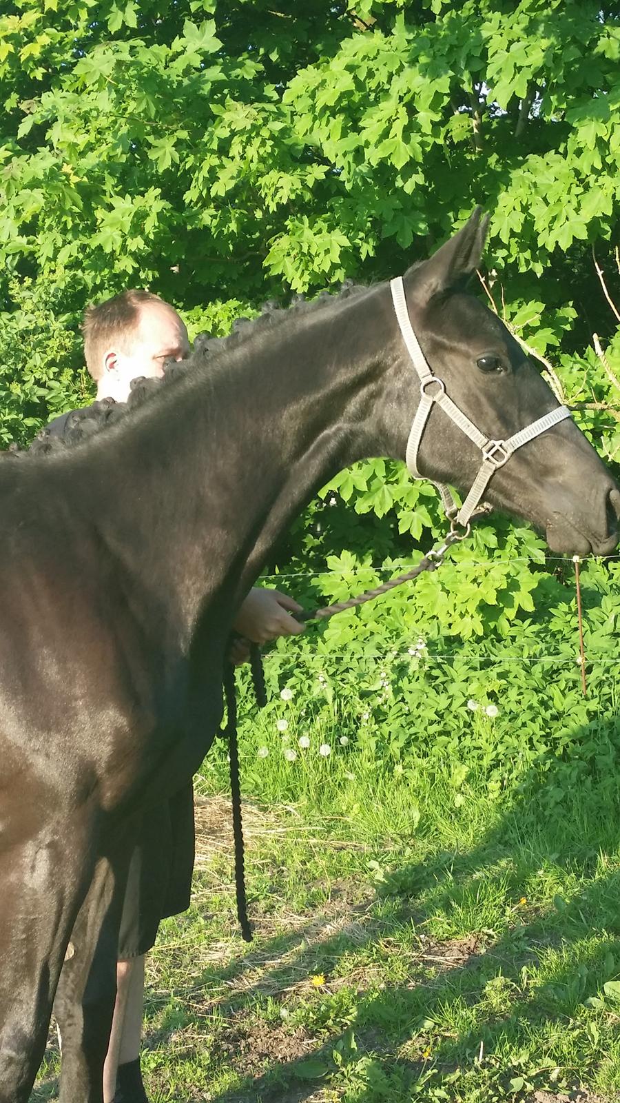 Dansk Varmblod Hejbøls Unik  billede 12
