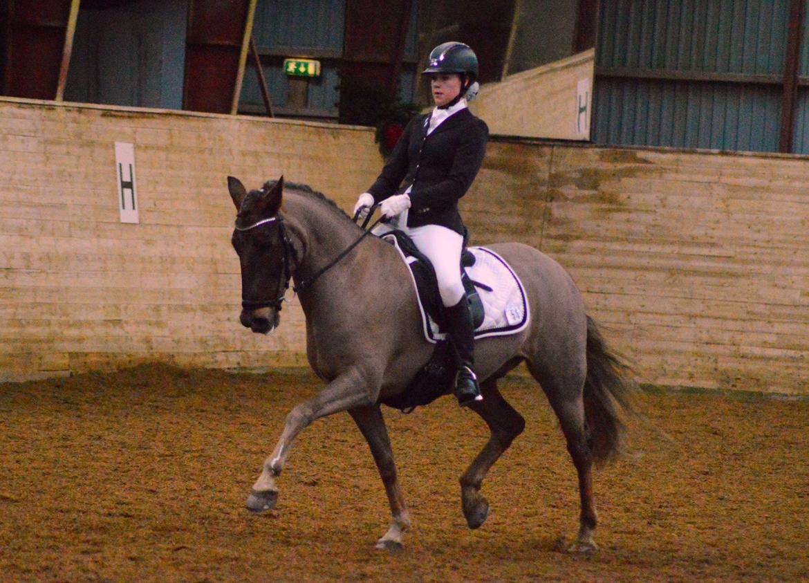 New Forest Elmholts Rekord billede 1