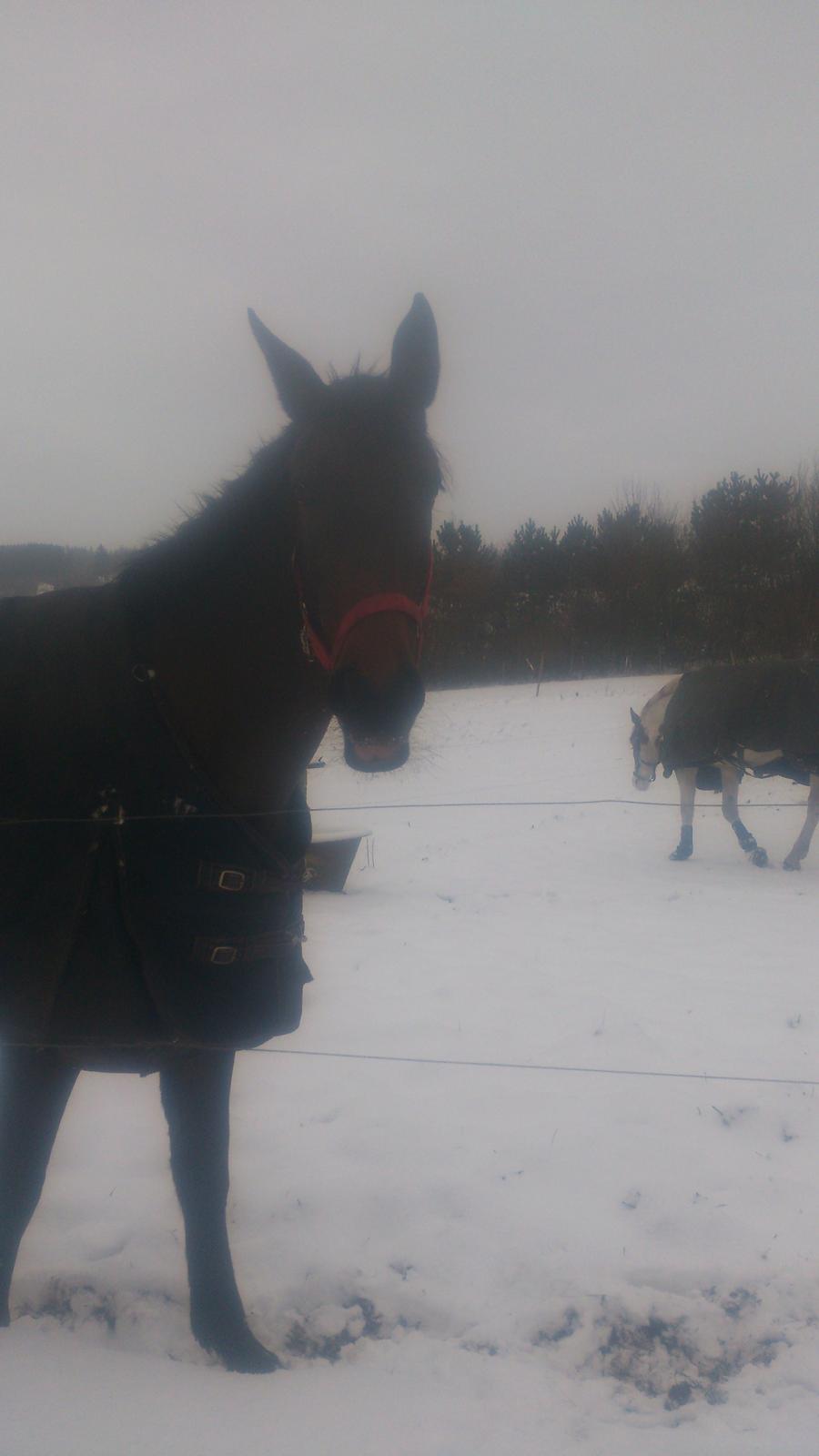 Pinto Randrupmølles Billie May billede 23