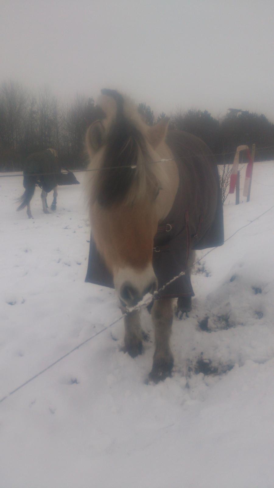 Fjordhest Lukas billede 27