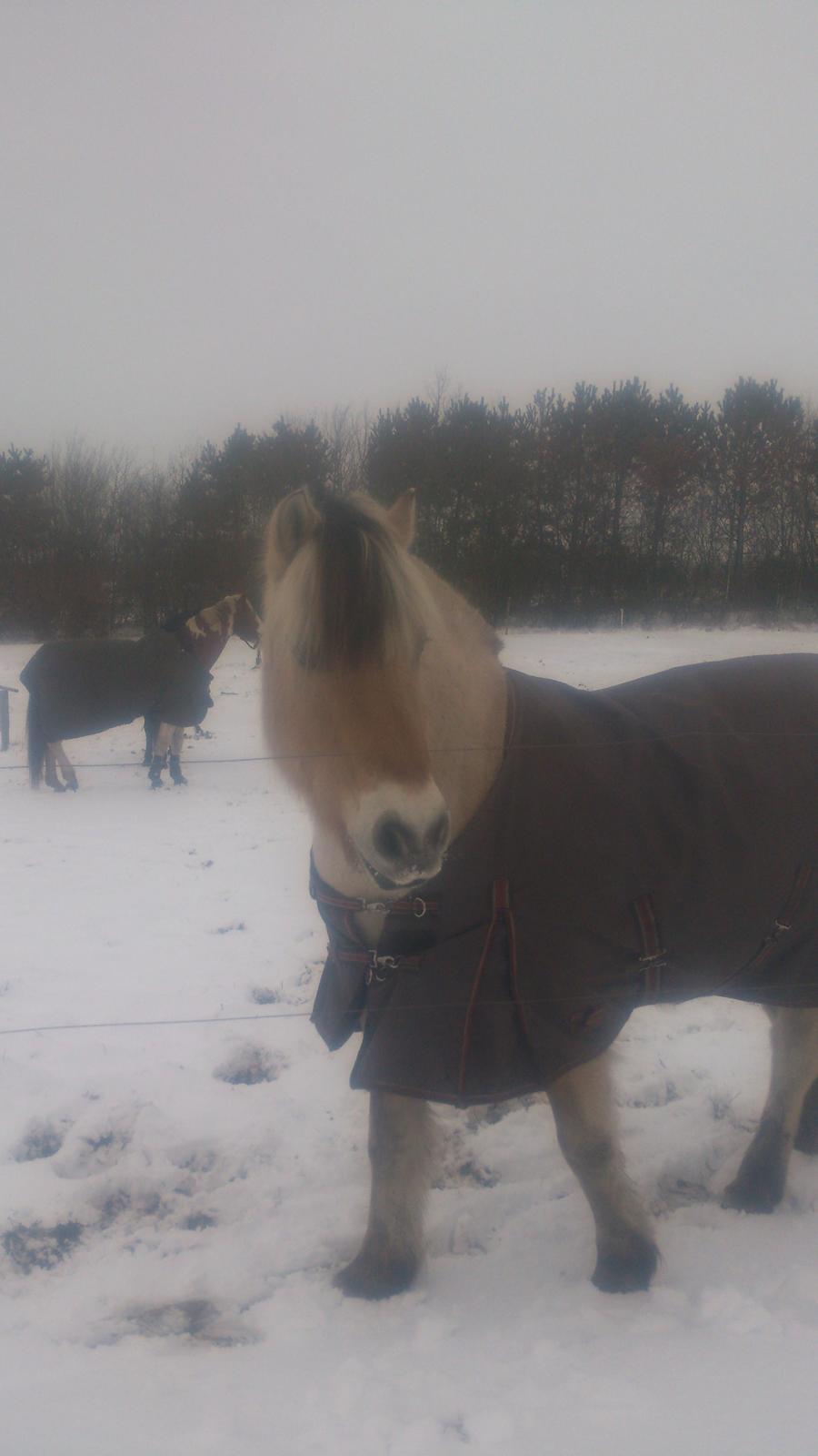 Fjordhest Lukas billede 28