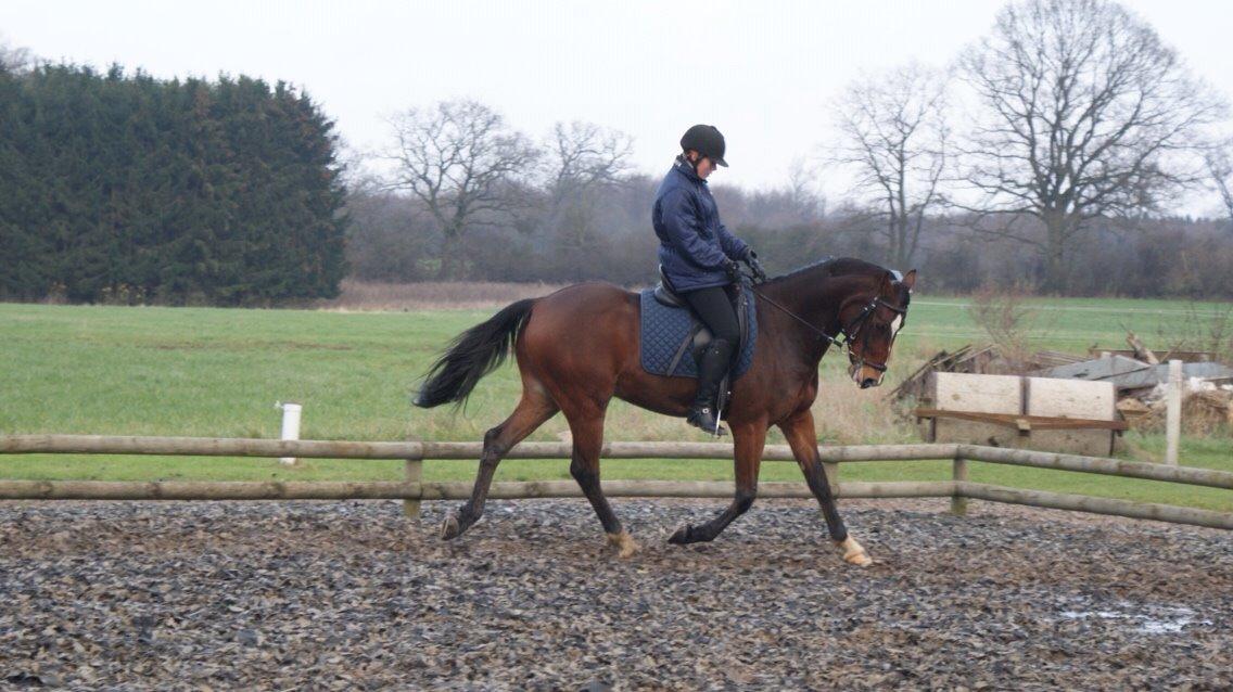 Tysk Sportspony Chantree billede 16