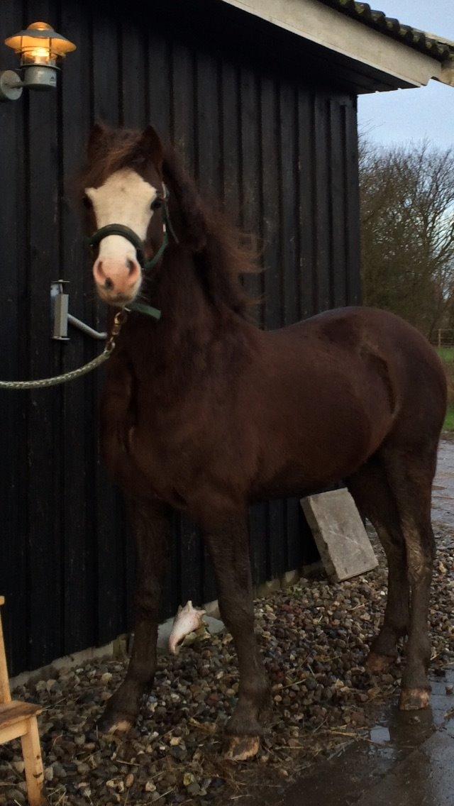 Welsh Pony af Cob-type (sec C) RIP Thers Jitterbug Joker billede 12