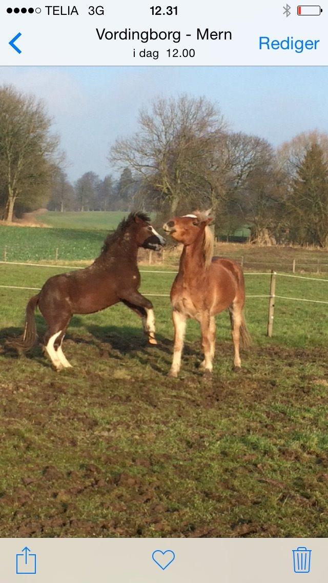 Welsh Pony af Cob-type (sec C) RIP Thers Jitterbug Joker billede 13