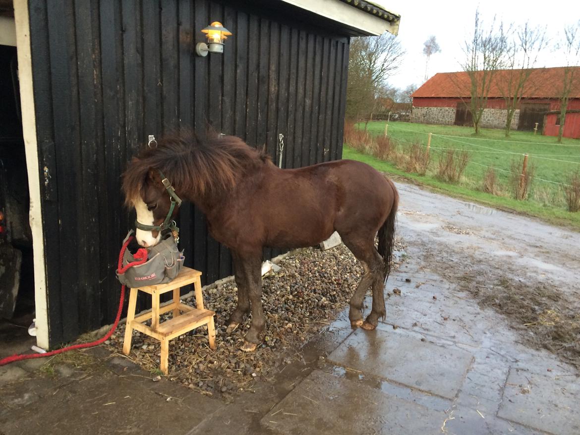 Welsh Pony af Cob-type (sec C) RIP Thers Jitterbug Joker billede 15