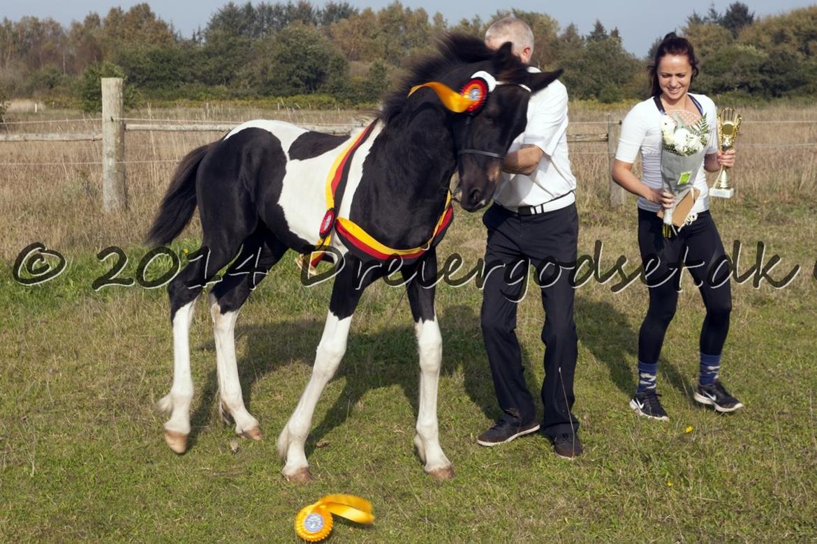 Barockpinto Hc-Horses Opposites Playboy billede 15