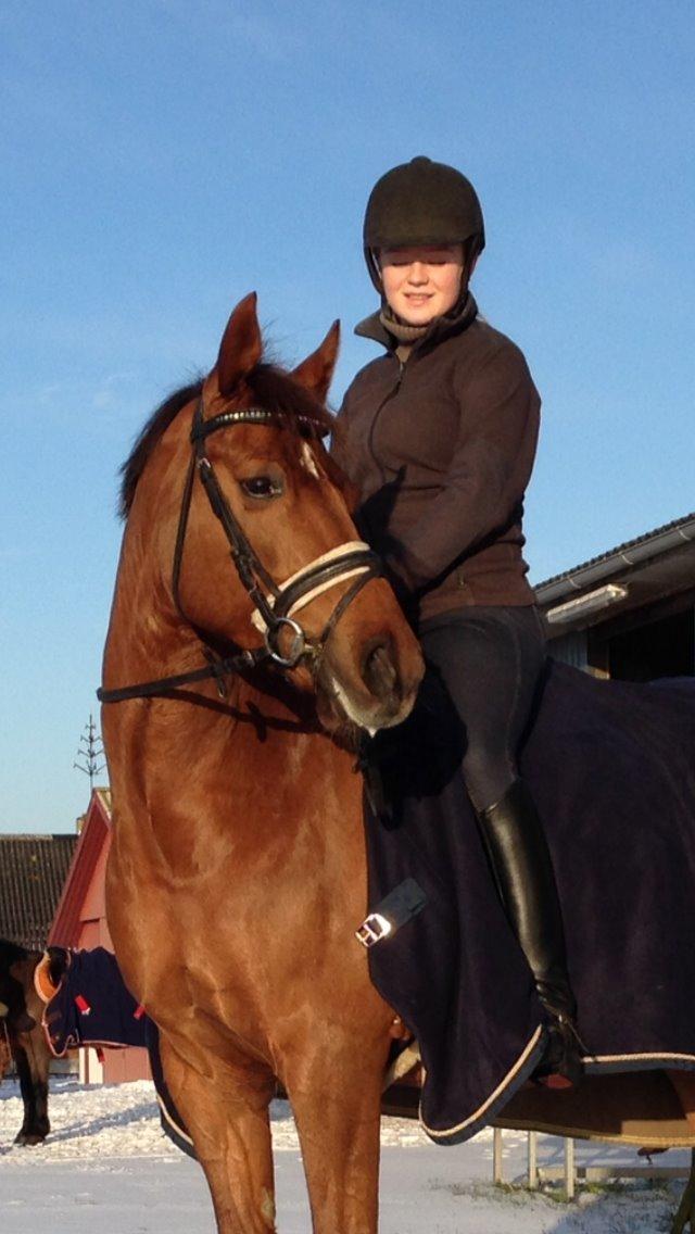 DSP Tofts Gambler billede 2