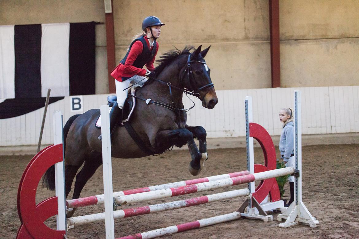 Dansk Varmblod Hedebo´s Fight billede 3