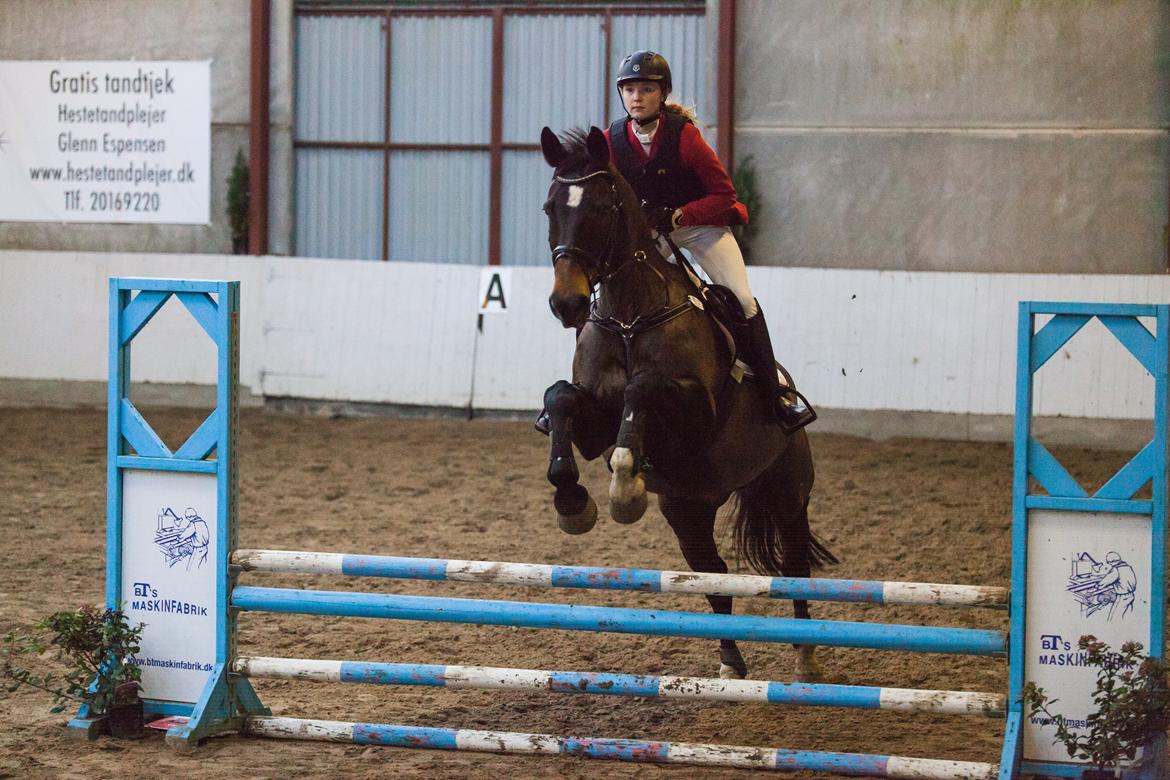 Dansk Varmblod Hedebo´s Fight billede 23