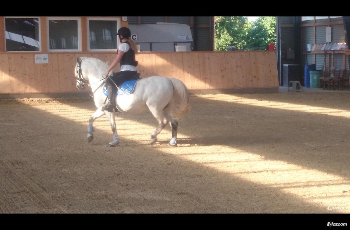 Welsh Pony af Cob-type (sec C) Rico billede 17