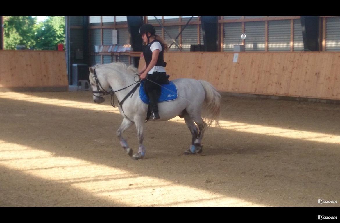 Welsh Pony af Cob-type (sec C) Rico billede 16