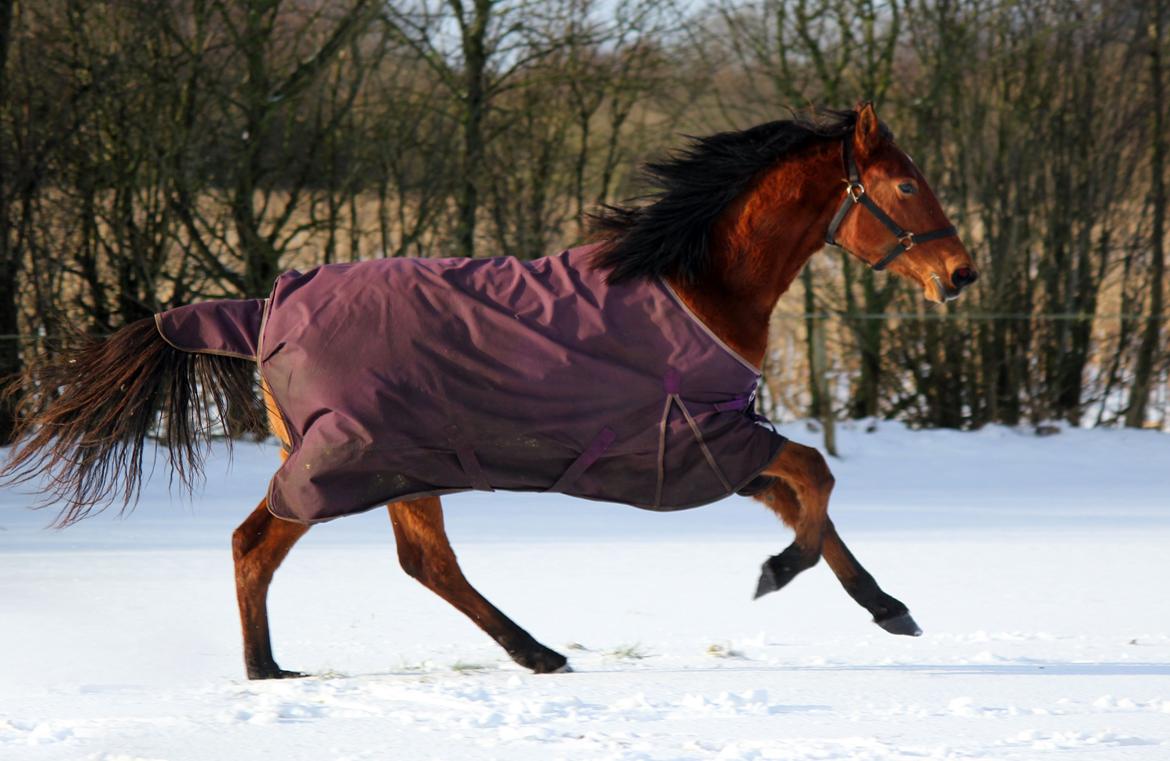 Dansk Varmblod Angel of music (SOLGT) *For evigt elsket <3* - NYT: Angel i sneen (Januar 2015) billede 27