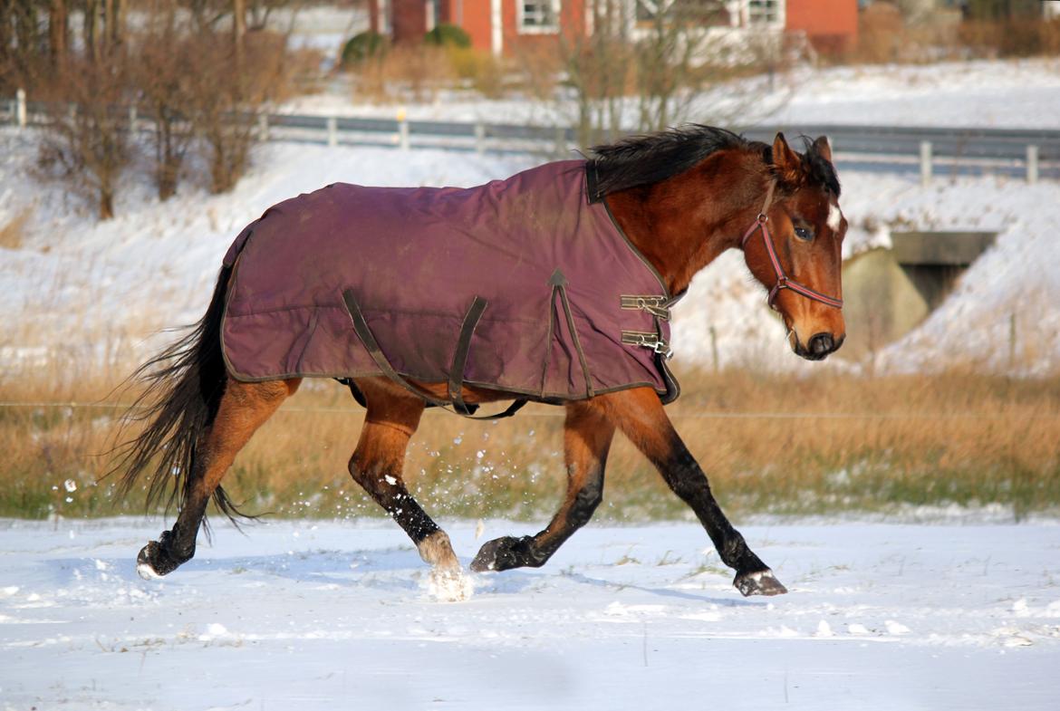 Anden særlig race Kaliffen (Givet Væk) *For Evigt Elsket <3* - Lækre Liffen i sneen :) (Januar 2015) billede 2