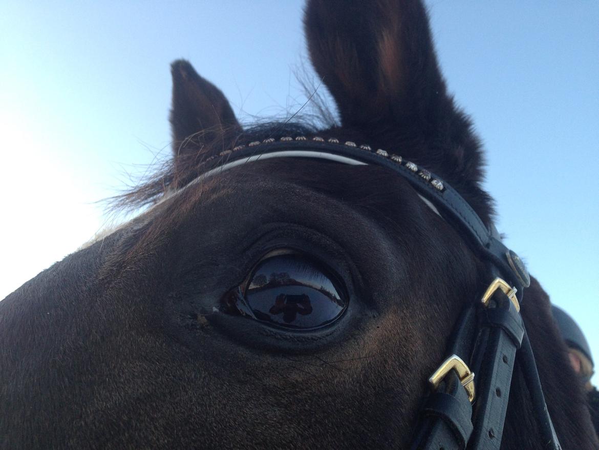 Dansk Varmblod Hedebo´s Fight billede 38