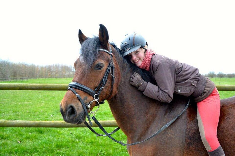 Welsh Cob (sec D) Haymos A'kato <3 billede 20