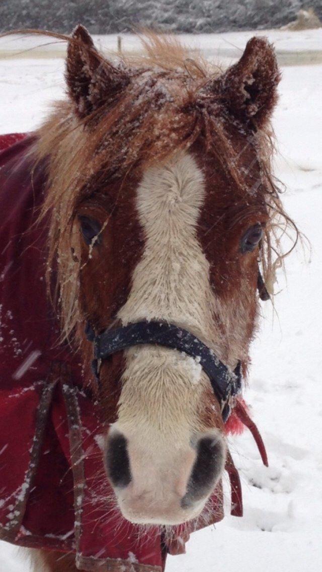 Anden særlig race Tito billede 16