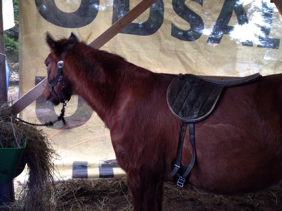 Arabisk fuldblod (OX) Carola Zaxzina Pox billede 22