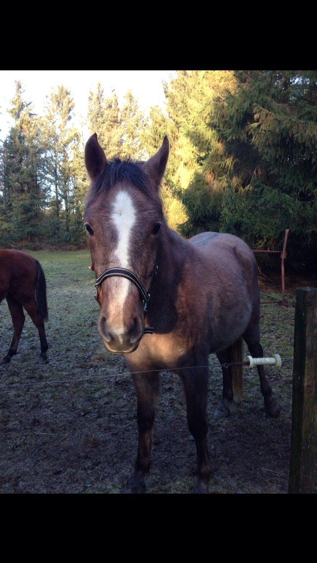 Anden særlig race Garcia Fox pox solgt billede 18