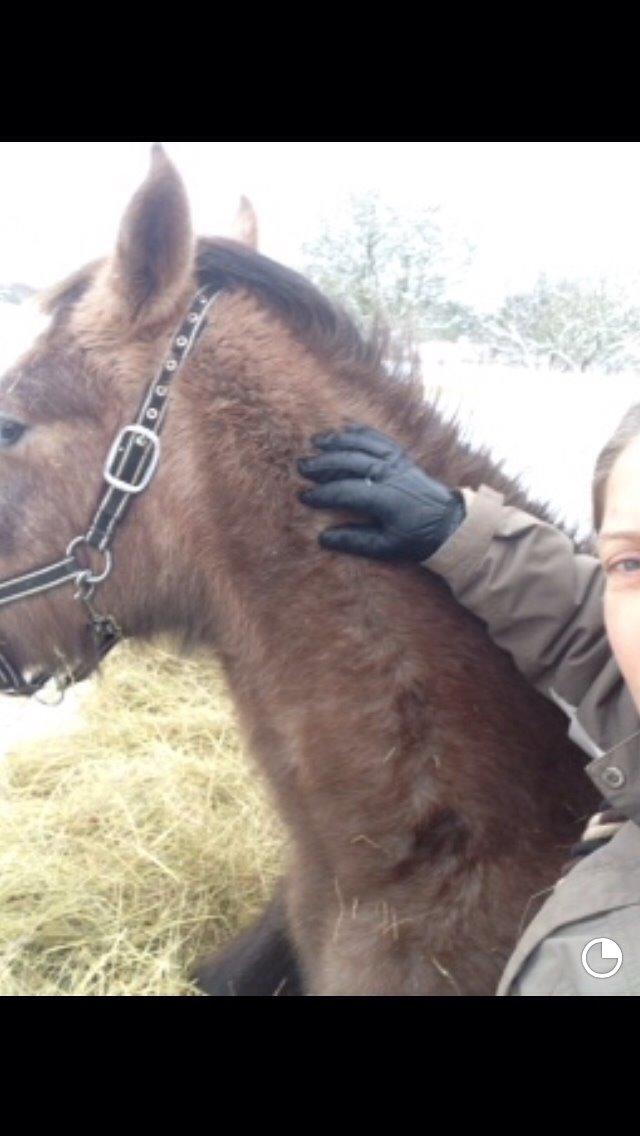 Anden særlig race Garcia Fox pox solgt billede 22