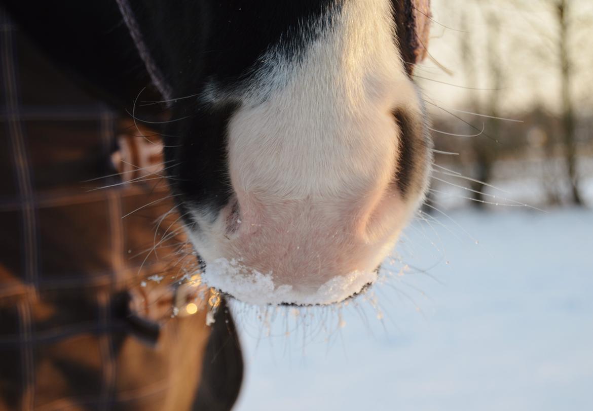 Anden særlig race Dixie - snemuleeeee billede 14