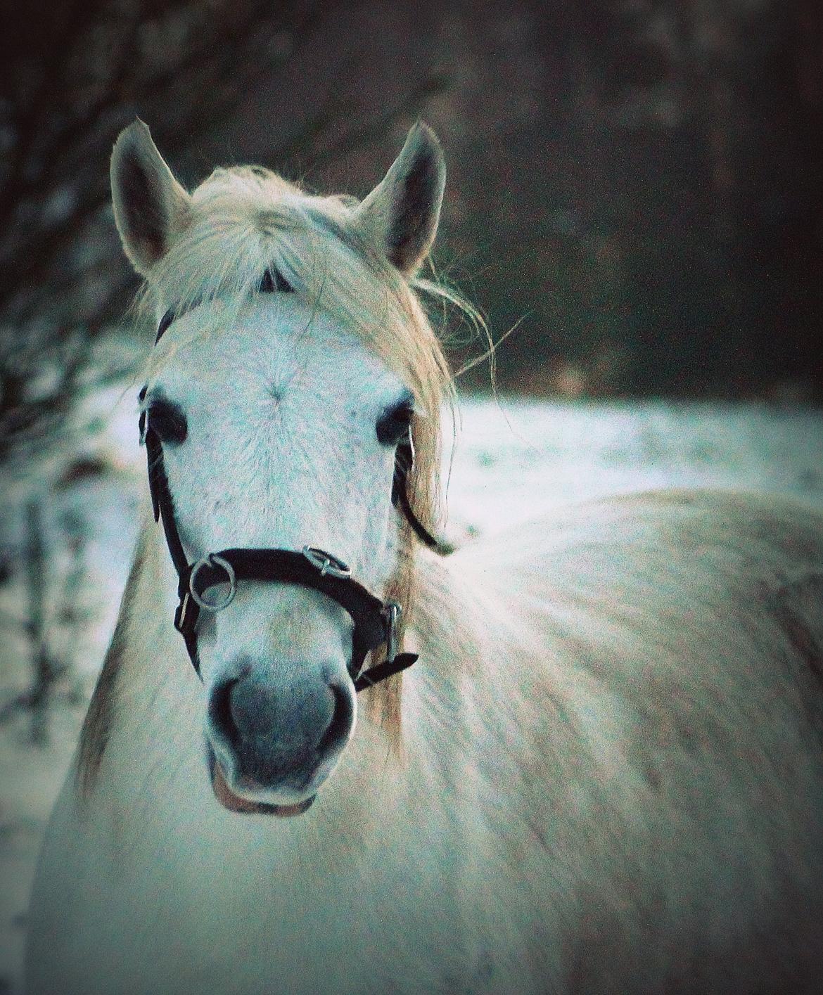 DSP Natash *Min soulmate&Dulle1* - "All I pay my psychiatrist is the cost of feed and hay, and she'll listen to me any day." billede 7