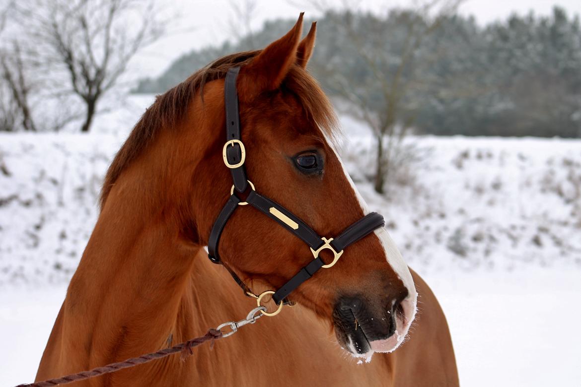 DSP B-pony Mr. karlsson - Bamsen // Januar 2015 billede 15