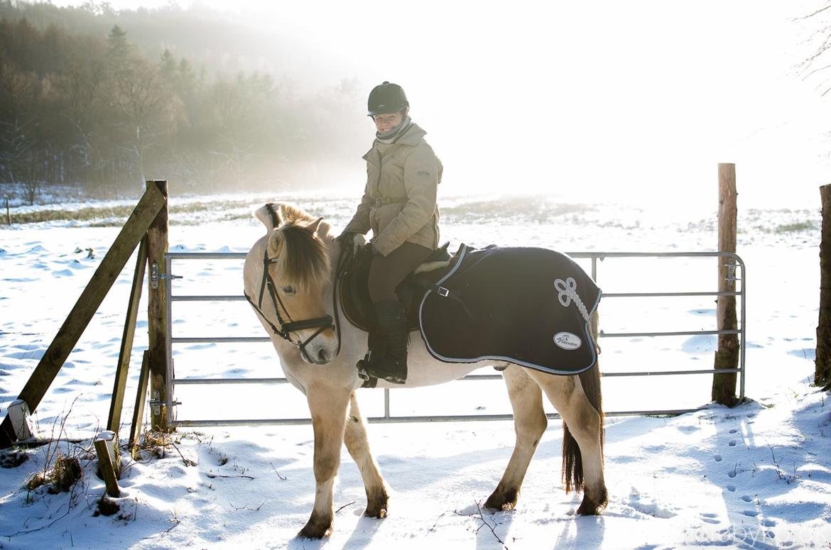 Fjordhest KRAGELUNDS TRYM - 24. januar 2015 billede 45