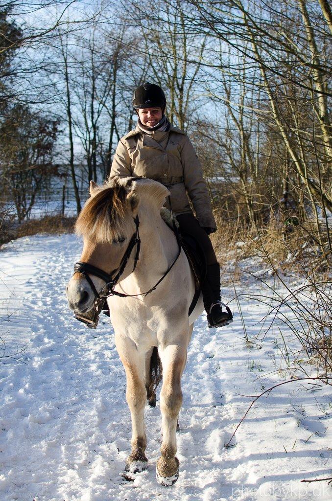 Fjordhest KRAGELUNDS TRYM - 24. januar 2015 billede 48