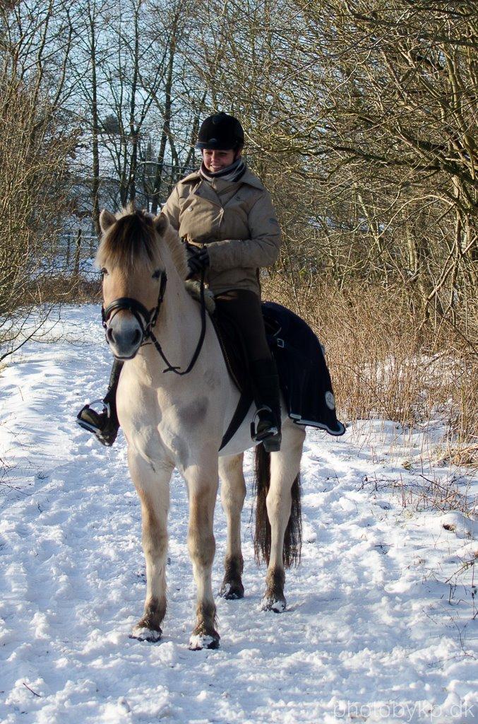 Fjordhest KRAGELUNDS TRYM - 24. januar 2015 billede 50