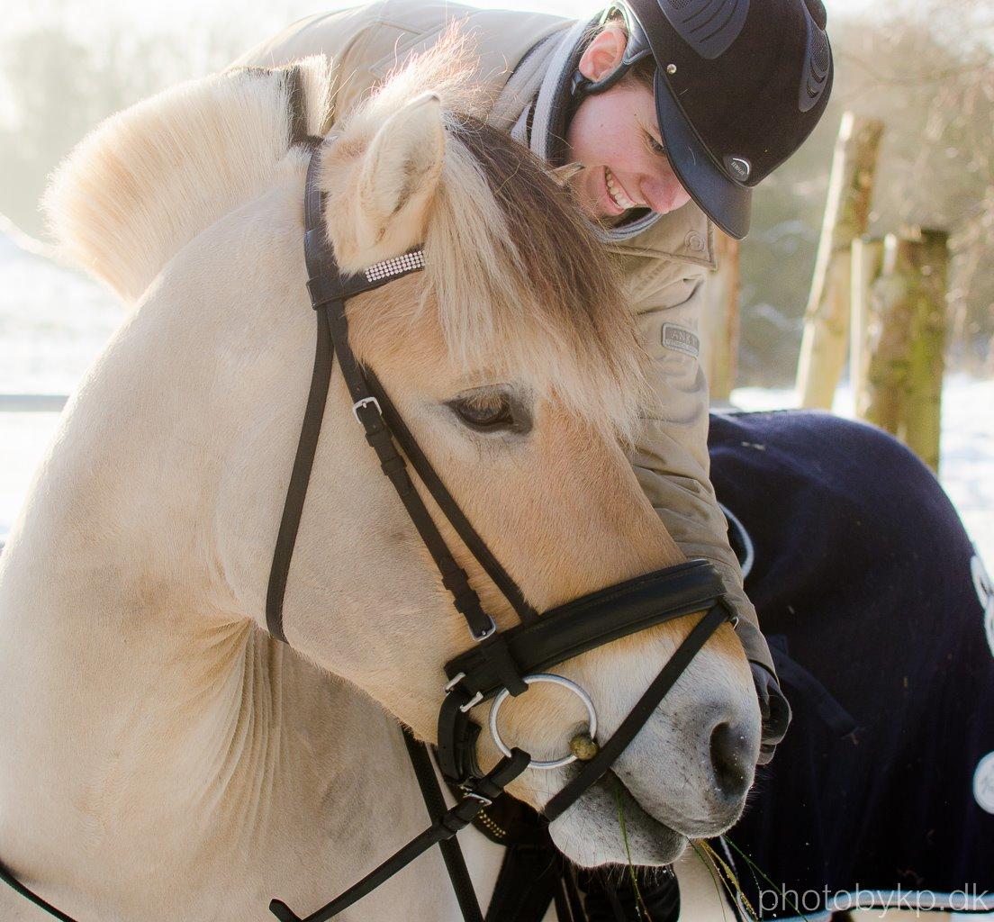 Fjordhest KRAGELUNDS TRYM - 24. januar 2015 billede 1
