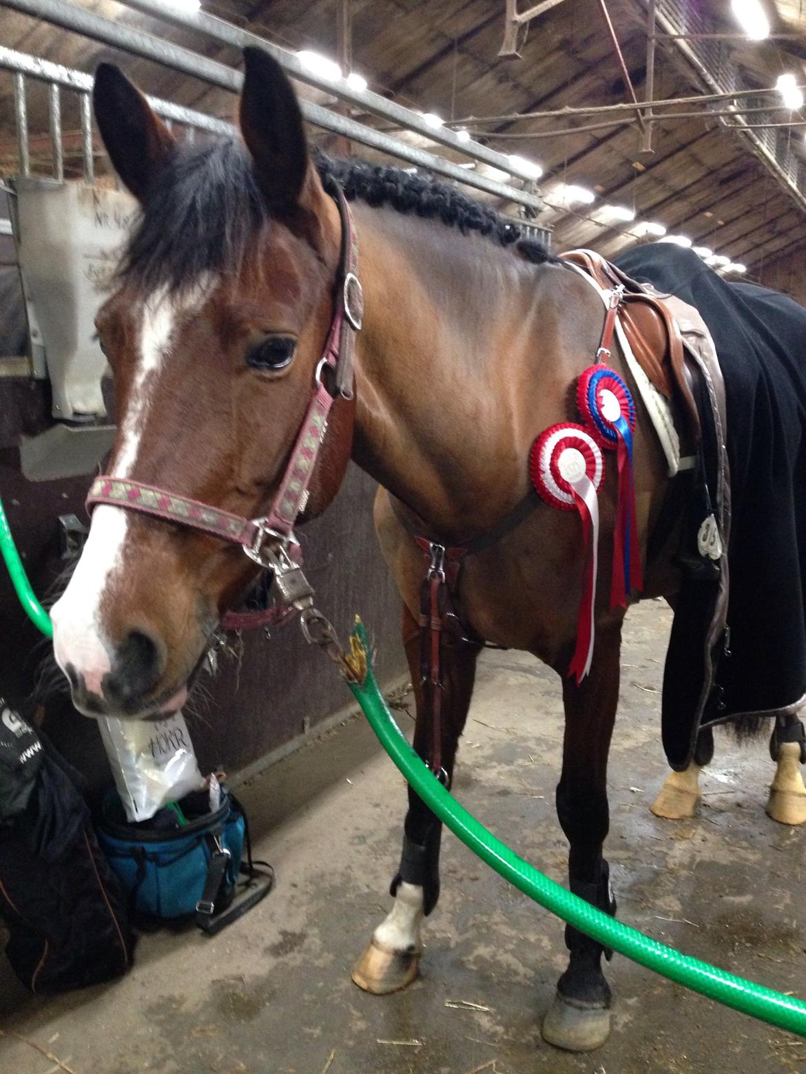 DSP Haahr`s Dumbledore billede 5