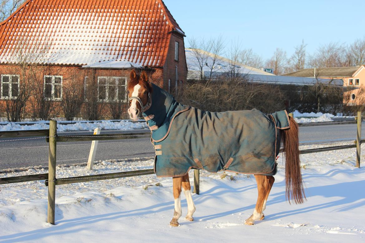 Arabisk fuldblod (OX) Stuntvil OX - SNEEEE 2015!! billede 2