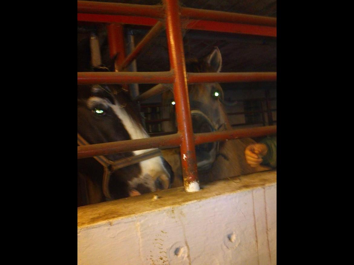 Tinker Mister billede 2