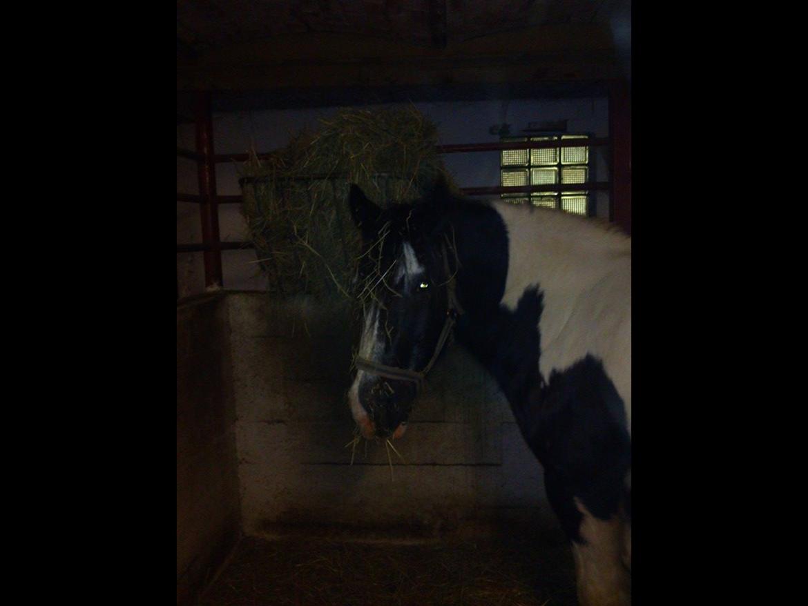 Tinker Mister billede 3