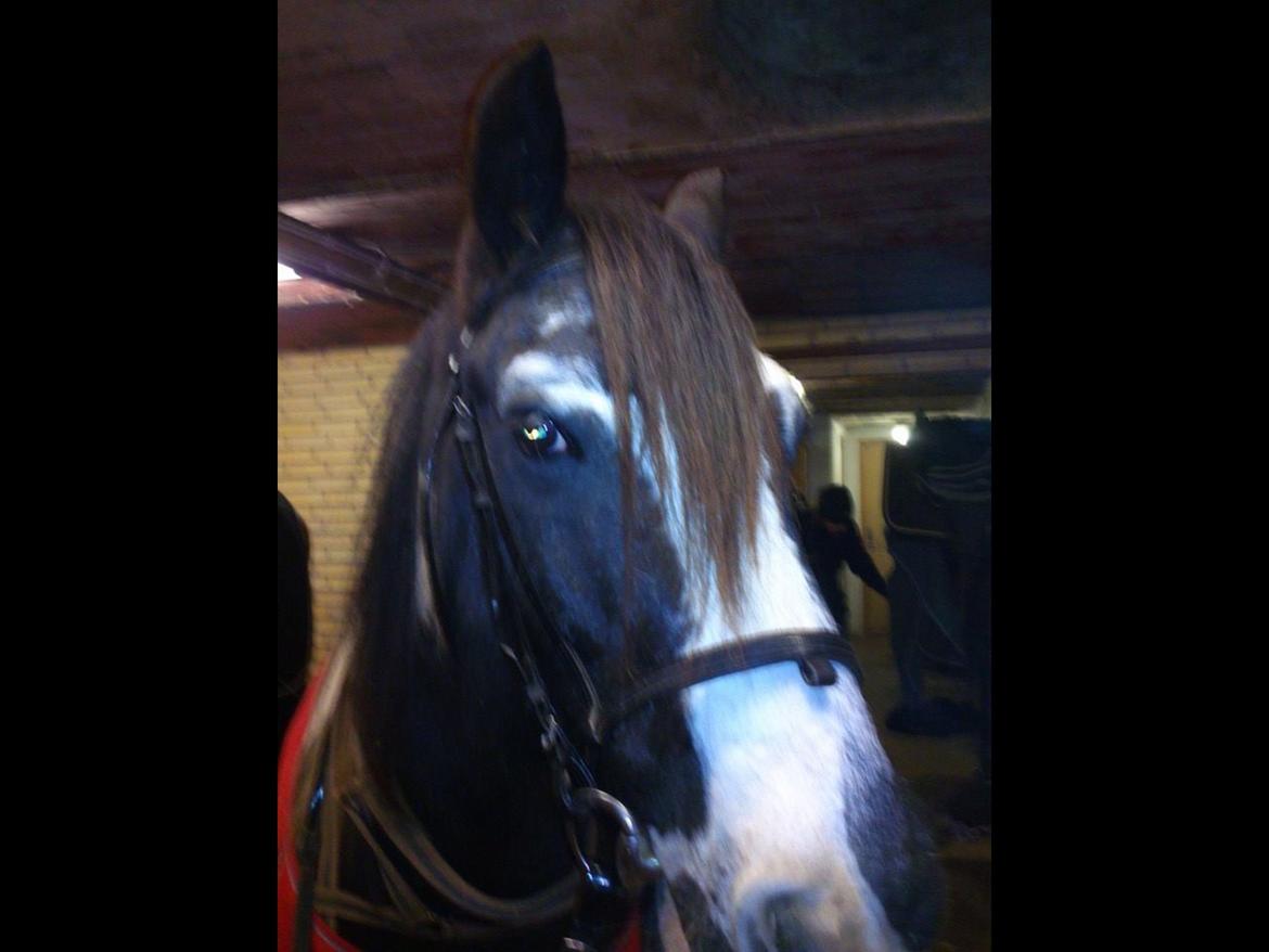 Tinker Mister billede 4