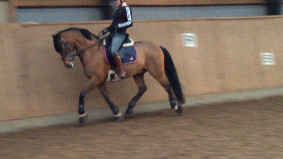 DSP Zatarra SPH197 *B-PONY* billede 14