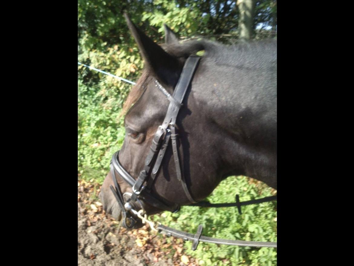 New Forest Clevia Af Lindbjerghus billede 1