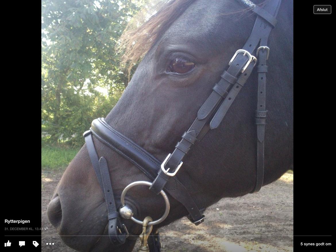 New Forest Clevia Af Lindbjerghus billede 2