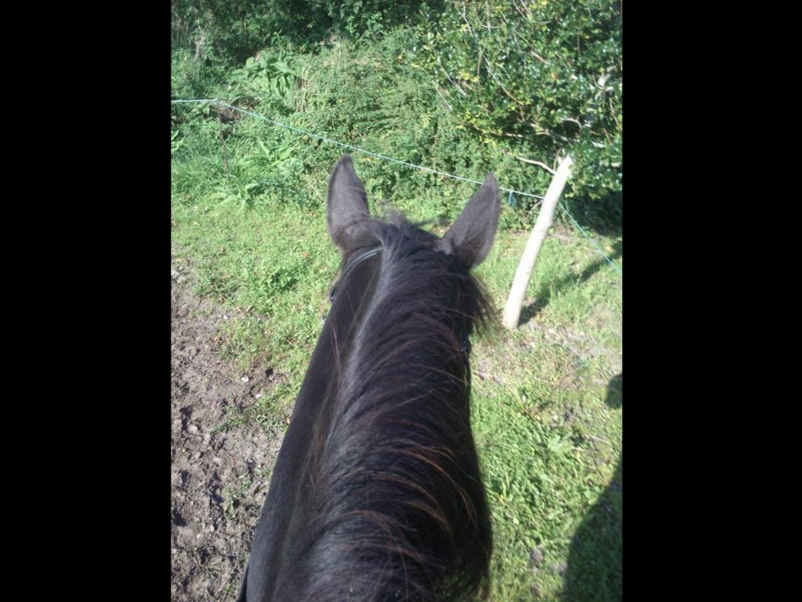 New Forest Clevia Af Lindbjerghus billede 3