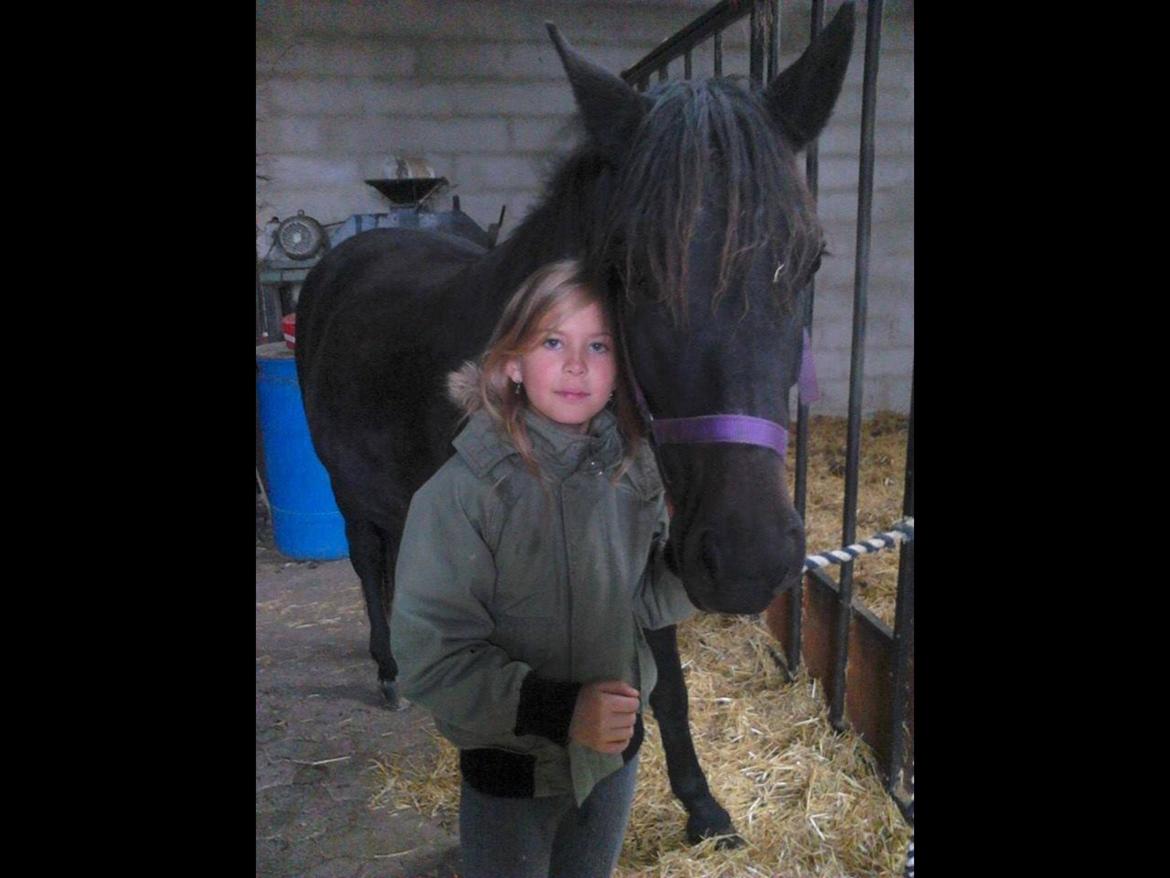 New Forest Clevia Af Lindbjerghus billede 4