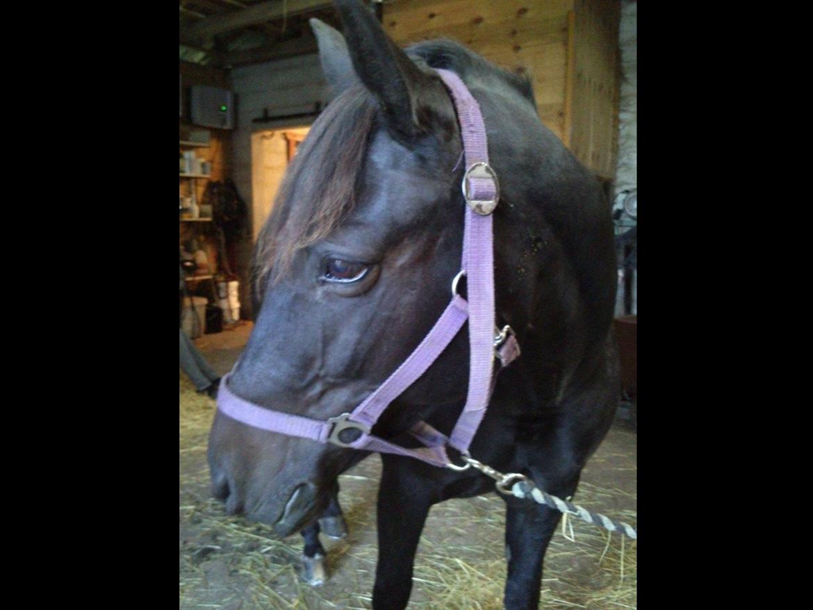 New Forest Clevia Af Lindbjerghus billede 5