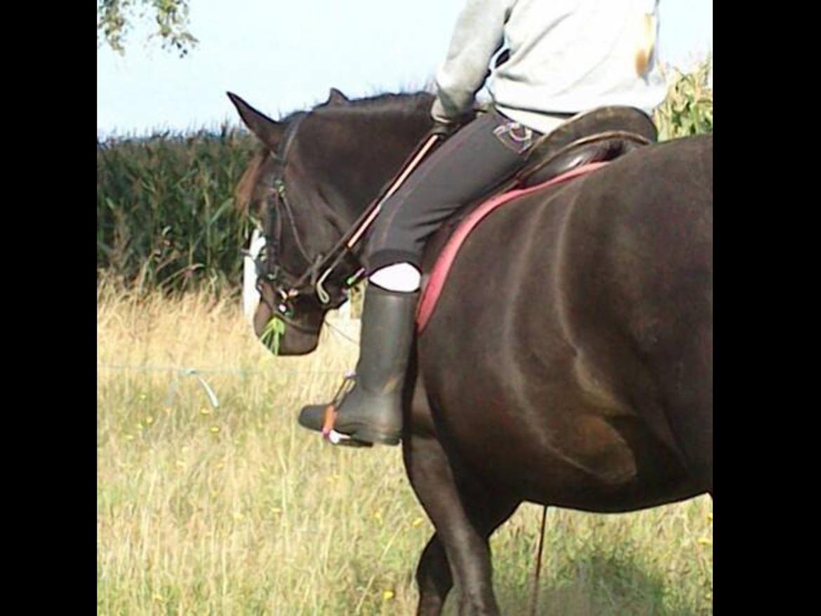 New Forest Clevia Af Lindbjerghus billede 6