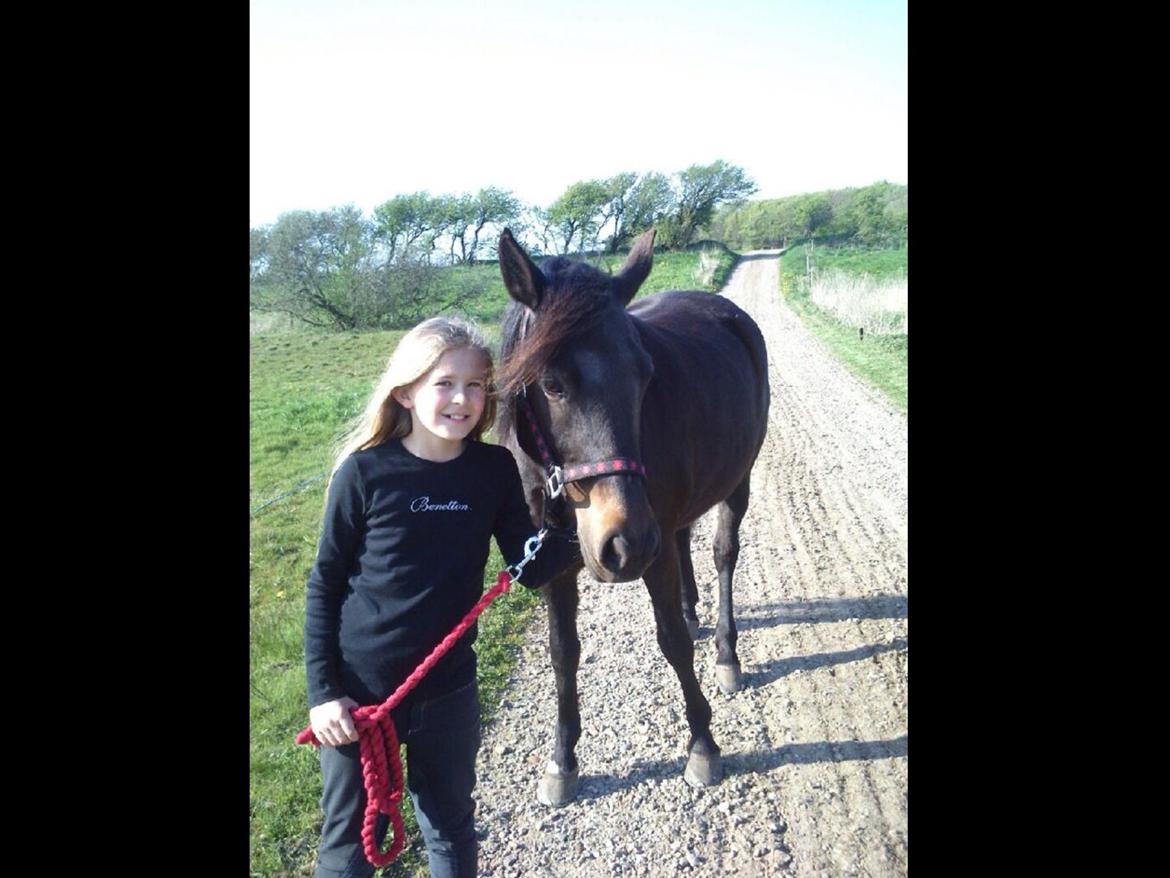 New Forest Clevia Af Lindbjerghus billede 7